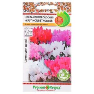 Цикламен персидский крупноцветковый 5шт  4073149