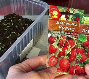 Земляника рассада в ассорт.