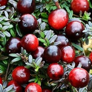 Растение КЛЮКВА в асс. С2 Н30